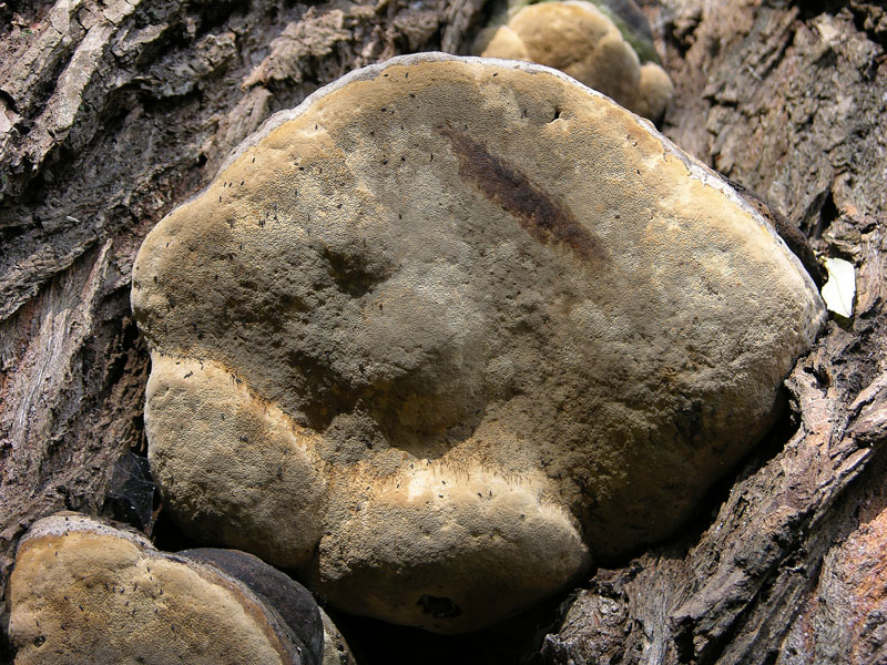 Phellinus igniarius.